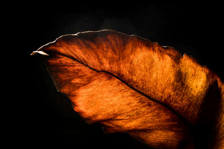 Dry leaves from the sunburn On a black background.soft focus.の写真素材