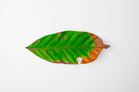 Cannabis leaf, Herbal medicine herb plant on a white background.  soft focus.shallow focus effect.
