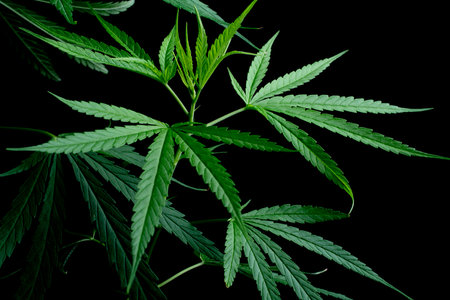 Cannabis leaf, Herbal medicine herb plant on a black background.  soft focus.shallow focus effect.