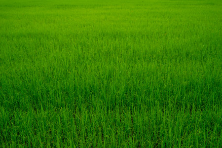 Rice farms, Rice fields, Rice paddy, rice pants, and Bokeh dew drops on the top of the rice fields in the morning sun,along with the rice fields that emphasize the soft background.の写真素材