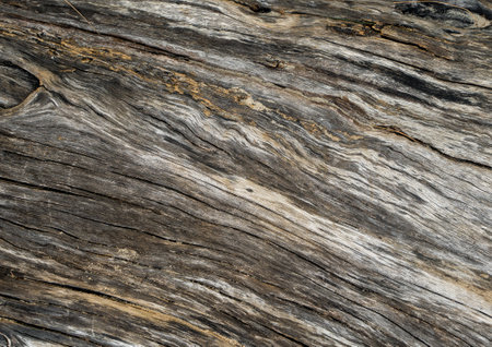 Old wood texture. Floor surface. Background and texture for design.の写真素材
