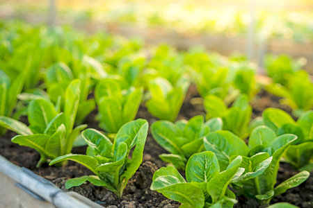 organic vegetable garden Growing vegetables naturally without harmful chemicals and pesticides, selective focus, soft focus.の写真素材