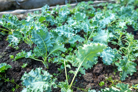 organic vegetable garden Growing vegetables naturally without harmful chemicals and pesticides, selective focus, soft focus.の写真素材