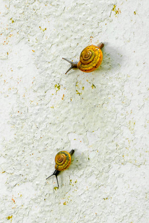 snails on a white old plaster background, selective focus, and soft focus.の写真素材
