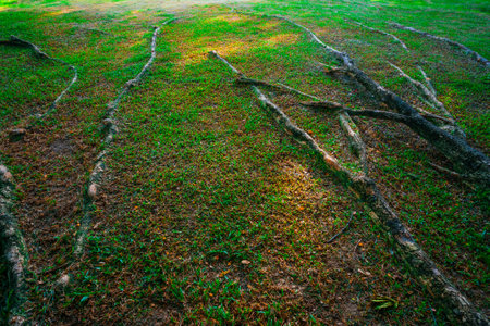 The roots of a tree on the lawn in the park, Thailand.