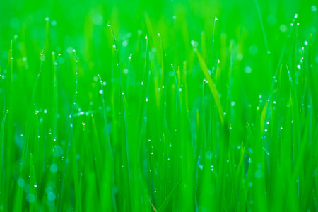 Rice fields and Bokeh dew drop on the top of the rice fields in the morning sun, along with the rice fields that emphasize the soft background.の写真素材