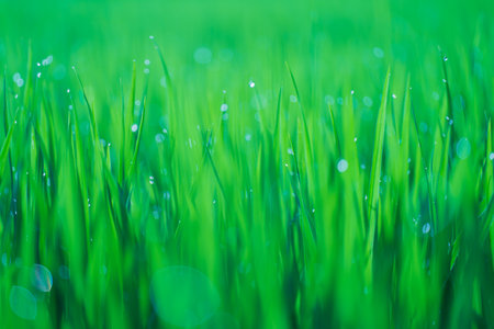 Rice fields and Bokeh dew drop on the top of the rice fields in the morning sun, along with the rice fields that emphasize the soft background, selective focus, soft focus.の写真素材