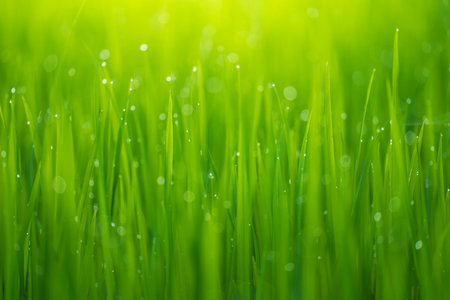 Rice fields and Bokeh dew drop on the top of the rice fields in the morning sun, along with the rice fields that emphasize the soft background, selective focus, soft focus.の写真素材
