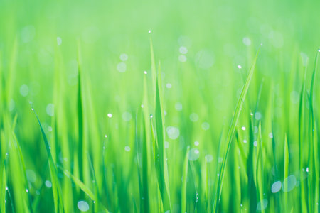 Rice fields and Bokeh dew drop on the top of the rice fields in the morning sun, along with the rice fields that emphasize the soft background, selective focus, soft focus.の写真素材