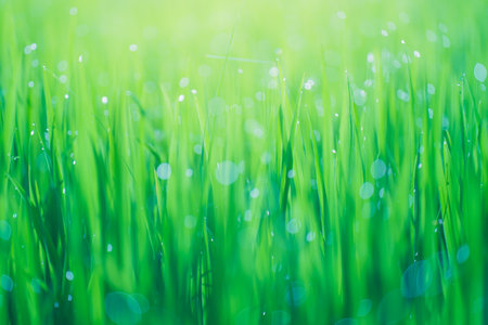 Rice fields and Bokeh dew drop on the top of the rice fields in the morning sun, along with the rice fields that emphasize the soft background, selective focus, soft focus.の写真素材
