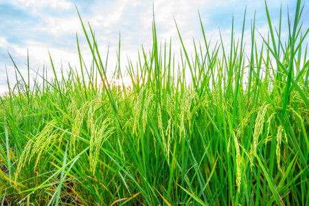 Rice fields and Bokeh dew drop on the top of the rice fields in the morning sun, along with the rice fields that emphasize the soft background, selective focus, and soft focus.の写真素材