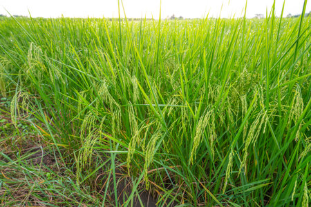 male farmer holding a tablet in hand Standing in the rice fields looking for information on rice production, the background is a sugarcane plantation, Ears of rice in a rice field in Thailand.の写真素材