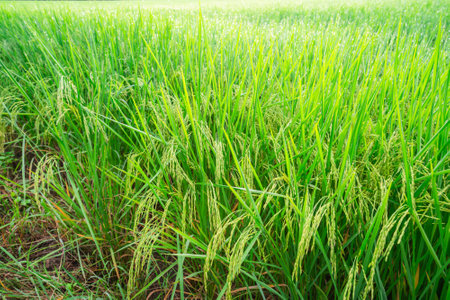 Rice fields and Bokeh dew drop on the top of the rice fields in the morning sun, along with the rice fields that emphasize the soft background, selective focus, and soft focus.の写真素材
