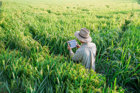 male farmer holding a tablet in hand Standing in the rice fields looking for information on rice production, Ears of rice in a rice field in Thailand.の写真素材