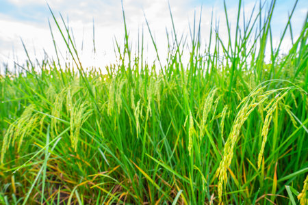 Rice fields and Bokeh dew drop on the top of the rice fields in the morning sun, along with the rice fields that emphasize the soft background, selective focus, and soft focus.の写真素材