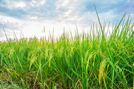 Rice fields and Bokeh dew drop on the top of the rice fields in the morning sun, along with the rice fields that emphasize the soft background, selective focus, and soft focus.の写真素材