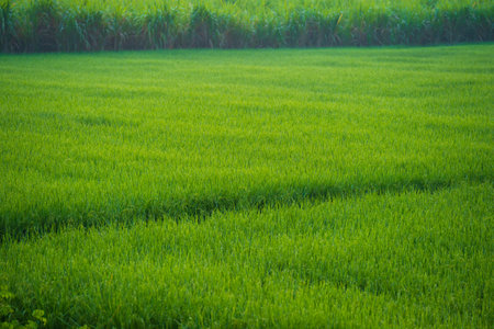 Rice fields and Bokeh dew drop on the top of the rice fields in the morning sun, along with the rice fields that emphasize the soft background, selective focus, and soft focus.の写真素材
