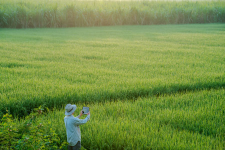 male farmer holding a tablet in hand Standing in the rice fields looking for information on rice production, Ears of rice in a rice field in Thailand.の写真素材