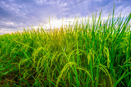 Rice fields and Bokeh dew drop on the top of the rice fields in the morning sun, along with the rice fields that emphasize the soft background, selective focus, and soft focus.の写真素材