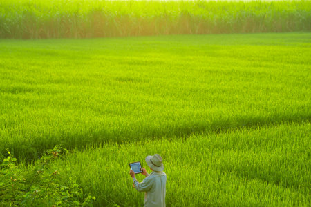male farmer holding a tablet in hand Standing in the rice fields looking for information on rice...