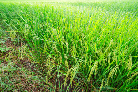 Rice fields and Bokeh dew drop on the top of the rice fields in the morning sun, along with the rice fields that emphasize the soft background, selective focus, and soft focus.の写真素材