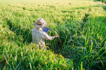 male farmer holding a tablet in hand Standing in the rice fields looking for information on rice production, Ears of rice in a rice field in Thailand.の写真素材