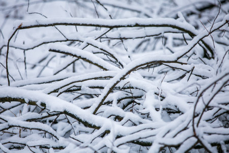 A lot of snow covered the logs. In the winter forest during daytime, soft focus.の写真素材