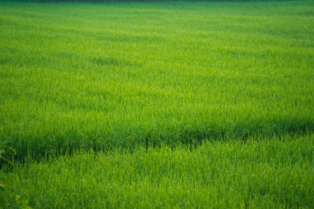 Rice fields and Bokeh dew drop on the top of the rice fields in the morning sun, along with the rice fields that emphasize the soft background, selective focus, and soft focus.の写真素材