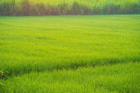 Rice fields and Bokeh dew drop on the top of the rice fields in the morning sun, along with the rice fields that emphasize the soft background, selective focus, and soft focus.の写真素材