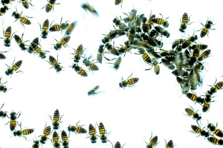 Close up view of bees working on honey cells.の写真素材