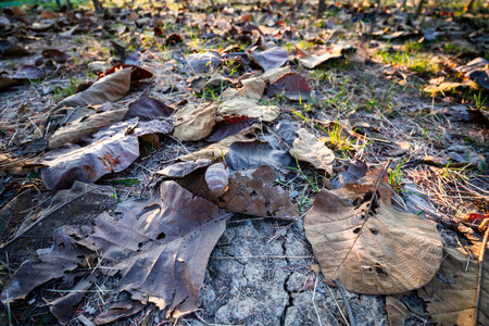 Shallow depth of field shot of Brown dry leaves piling on the ground leaves in the middle of the forest have fallen and are dry. a pile of dry leaves. dry leaves fall from the trees,soft focus.の写真素材