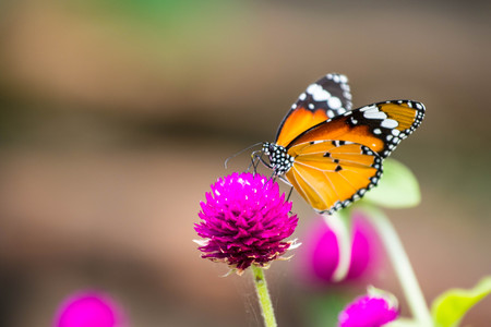 The Butterfly feeding on purple flowerの写真素材