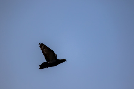 Flying pigeon.の写真素材