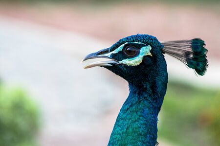 peacock.の写真素材