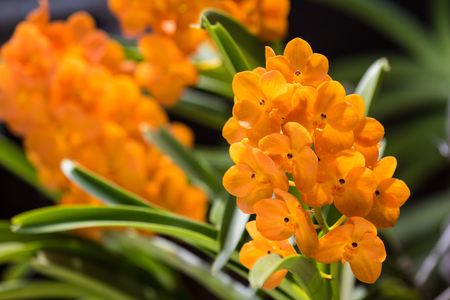 Orange orchid in Thailand,Ascocentrum miniatum.の写真素材
