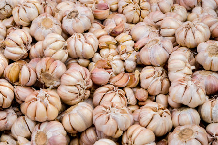  garlic