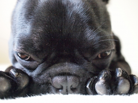 up of french bulldogの写真素材