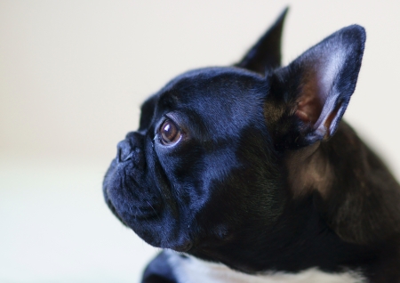 face in profile of french bulldogの写真素材