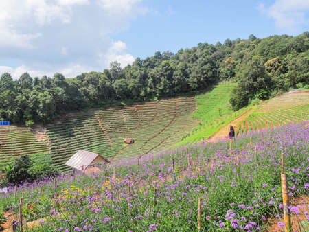 Verbena Farm at Mon Cham, Chiang Mai, Thailandの写真素材