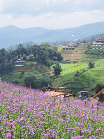 Verbena Farm at Mon Cham, Chiang Mai, Thailandの写真素材