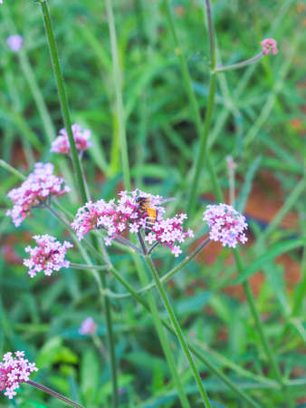 Verbena Farm at Mon Cham, Chiang Mai, Thailandの写真素材