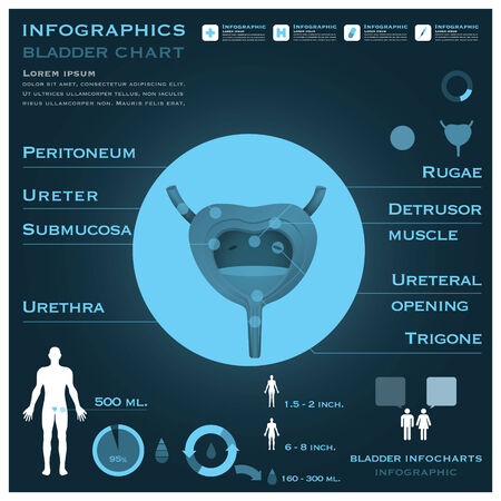 Bladder Infographic Infocharts Health And Medicalのイラスト素材