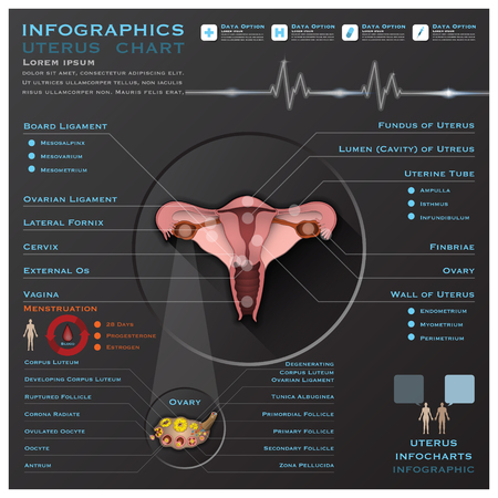 Uterus And Ovary Anatomy System Medical Infographic Infochart Design Templateのイラスト素材