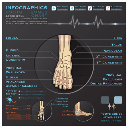 Foot Bone Infographic Infocharts Health And Medical Science Backgroundのイラスト素材