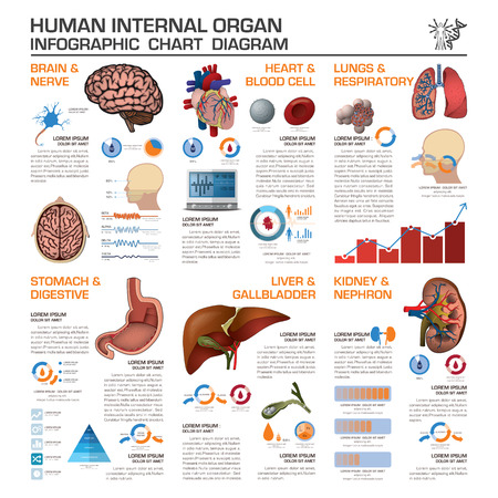 Human Internal Organ Health And Medical Infographic Chart Diagram Vector Design Templateのイラスト素材