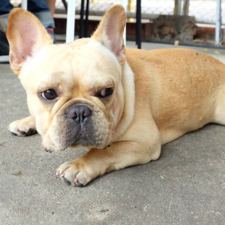 French bulldogの素材