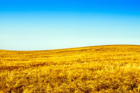yellow field and blue sky at summerの写真素材