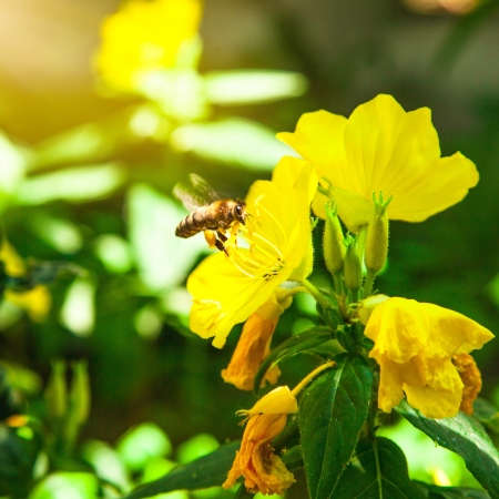 bee flying to yellow flowerの写真素材