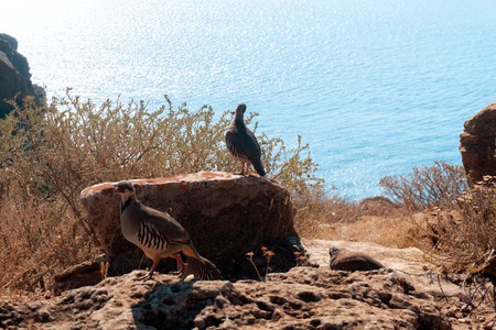 horizontalphoto of birds on the Rocky seashore
