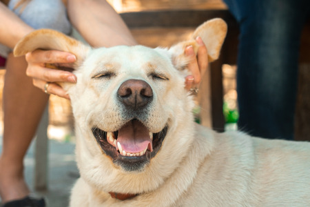 Funny furry dog Labrador on the street